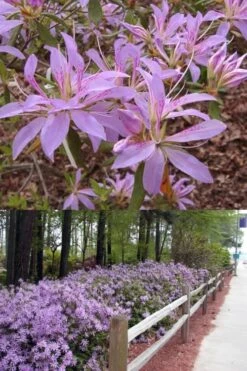 Koromo Shikibu Purple Spider Azalea - 1 Gallon Pot 8 Koromo Shikibu Purple Spider Azalea - 1 Gallon Pot -Plant Outlet Store Azalea Koromo Shikibu 9