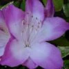 Nuccio's Voodoo Azalea - 3 Gallon Pot 1 Nuccio's Voodoo Azalea - 3 Gallon Pot -Plant Outlet Store Azalea Nuccios Voodoo 2