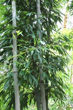 Henon Giant Gray Bamboo - Phyllostachys Nigra 'Henon' - 3 Gallon Pot (4-6') -Plant Outlet Store Bamboo Henon 11
