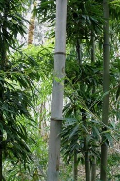 Henon Giant Gray Bamboo - Phyllostachys Nigra 'Henon' - 3 Gallon Pot (4-6') -Plant Outlet Store Bamboo Henon 12