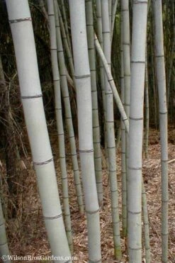 Henon Giant Gray Bamboo - Phyllostachys Nigra 'Henon' - 3 Gallon Pot (4-6') -Plant Outlet Store Bamboo Henon 15
