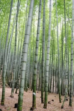 Henon Giant Gray Bamboo - Phyllostachys Nigra 'Henon' - 3 Gallon Pot (4-6') -Plant Outlet Store Bamboo Henon 16