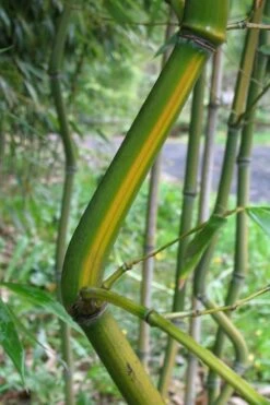 Yellow Groove Bamboo (Phyllostachys Aureosulcata) - 3 Gallon Pot (2-4') -Plant Outlet Store Bamboo Yellow Groove 11