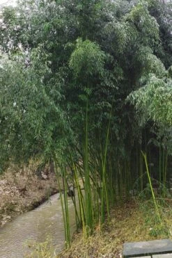 Yellow Groove Bamboo (Phyllostachys Aureosulcata) - 3 Gallon Pot (2-4') -Plant Outlet Store Bamboo Yellow Groove 13