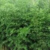 Yellow Groove Bamboo (Phyllostachys Aureosulcata) - 3 Gallon Pot (2-4') 1 Yellow Groove Bamboo (Phyllostachys Aureosulcata) - 3 Gallon Pot (2-4') -Plant Outlet Store Bamboo Yellow Groove 500x750 1