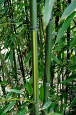 Yellow Groove Bamboo (Phyllostachys Aureosulcata) - 3 Gallon Pot (2-4') -Plant Outlet Store Bamboo Yellow Groove 9