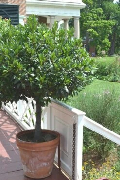 Bay Laurel (Sweet Bay) - Laurus Nobilis - 1 Gallon Pot 17 Bay Laurel (Sweet Bay) - Laurus Nobilis - 1 Gallon Pot -Plant Outlet Store Bay Laurel 10