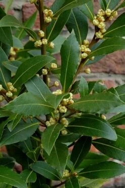 Bay Laurel (Sweet Bay) - Laurus Nobilis - 1 Gallon Pot 16 Bay Laurel (Sweet Bay) - Laurus Nobilis - 1 Gallon Pot -Plant Outlet Store Bay Laurel 2