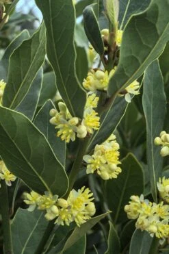Bay Laurel (Sweet Bay) - Laurus Nobilis - 1 Gallon Pot 13 Bay Laurel (Sweet Bay) - Laurus Nobilis - 1 Gallon Pot -Plant Outlet Store Bay Laurel 3