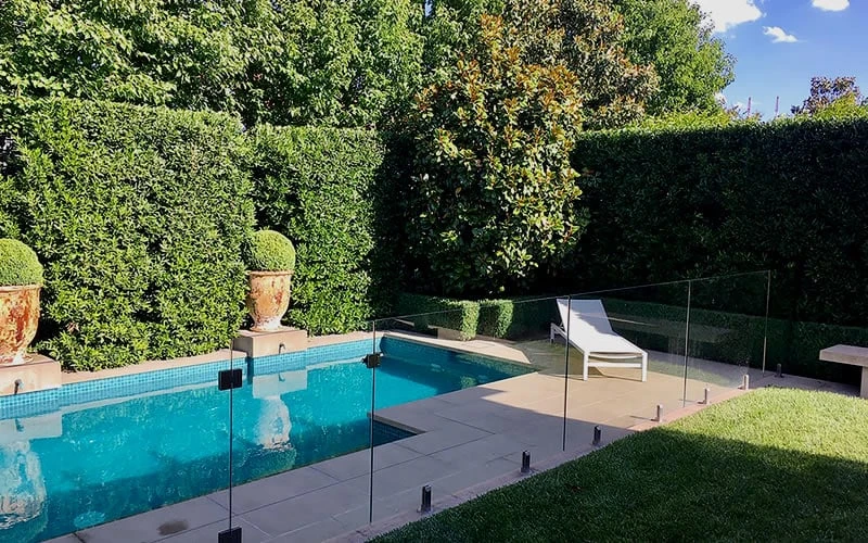 Bay Laurel (Sweet Bay) - Laurus Nobilis - 1 Gallon Pot 8 Bay Laurel (Sweet Bay) - Laurus Nobilis - 1 Gallon Pot - Image 6