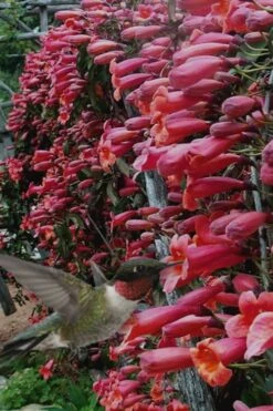 Shalimar Red Crossvine - Bignonia Capreolata - 3 Gallon Pot 12 Shalimar Red Crossvine - Bignonia Capreolata - 3 Gallon Pot -Plant Outlet Store Bignonia Shalimar Red 20