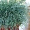 Beyond Blue Festuca (Fescue) - 3 Pack Of Quart Pots 1 Beyond Blue Festuca (Fescue) - 3 Pack Of Quart Pots -Plant Outlet Store Blue Fescue Beyond Blue 20