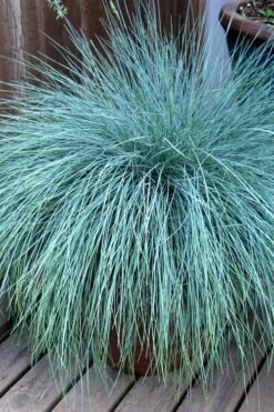 Beyond Blue Festuca (Fescue) - 3 Pack Of Quart Pots -Plant Outlet Store Blue Fescue Beyond Blue 21