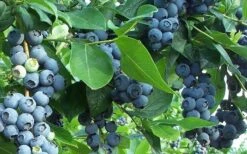 Premier Rabbiteye Blueberry - 3 Gallon Pot -Plant Outlet Store Blueberry Bush Premier