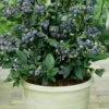 Top Hat Dwarf Blueberry - 1 Gallon Pot 1 Top Hat Dwarf Blueberry - 1 Gallon Pot -Plant Outlet Store Blueberry Top Hat 1
