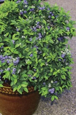 Top Hat Dwarf Blueberry - 1 Gallon Pot -Plant Outlet Store Blueberry Top Hat 2