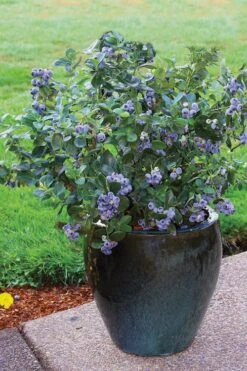 Top Hat Dwarf Blueberry - 1 Gallon Pot -Plant Outlet Store Blueberry Top Hat 3