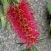 Woodlanders Cold Hardy Red Bottlebrush - Callistemon - 3 Gallon Pot 2 Woodlanders Cold Hardy Red Bottlebrush - Callistemon - 3 Gallon Pot -Plant Outlet Store Bottlebrush Woodlanders Hardy Red 21
