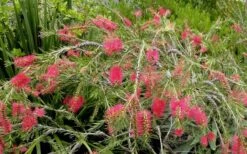 Woodlanders Cold Hardy Red Bottlebrush - Callistemon - 3 Gallon Pot 11 Woodlanders Cold Hardy Red Bottlebrush - Callistemon - 3 Gallon Pot -Plant Outlet Store Bottlebrush Woodlanders Hardy Red 22