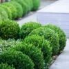 Baby Gem Boxwood - 1 Gallon Pot 2 Baby Gem Boxwood - 1 Gallon Pot -Plant Outlet Store Boxwood Baby Gem 500x750 1