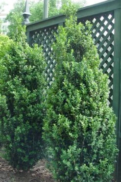 Dee Runk Columnar Boxwood - 3 Gallon Pot -Plant Outlet Store Boxwood Dee Runk 2 500x750 1