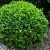 Dwarf English Boxwood - 1 Gallon Pot 2 Dwarf English Boxwood - 1 Gallon Pot -Plant Outlet Store Boxwood Dwarf English 1