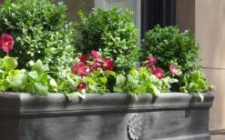 Dwarf English Boxwood - 1 Gallon Pot -Plant Outlet Store Boxwood Dwarf English 2