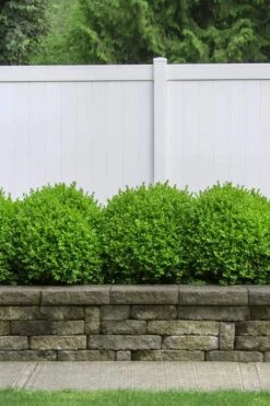 Dwarf English Boxwood - 1 Gallon Pot -Plant Outlet Store Boxwood Dwarf English 3