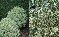 Dwarf Variegated Boxwood - 6 Pack Of 1 Gallon Pots 11 Dwarf Variegated Boxwood - 6 Pack Of 1 Gallon Pots -Plant Outlet Store Boxwood Dwarf Variegated 50