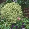 Dwarf Variegated Boxwood - 1 Gallon Pot 2 Dwarf Variegated Boxwood - 1 Gallon Pot -Plant Outlet Store Boxwood Dwarf Variegated 500x750 2