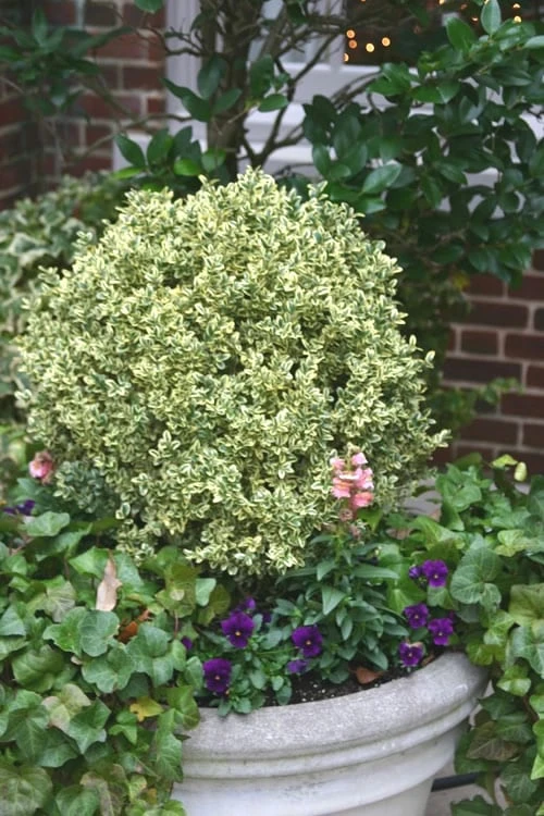 Dwarf Variegated Boxwood - 3 Gallon Pot 3 Dwarf Variegated Boxwood - 3 Gallon Pot