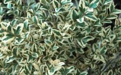 Dwarf Variegated Boxwood - 1 Gallon Pot 13 Dwarf Variegated Boxwood - 1 Gallon Pot -Plant Outlet Store Boxwood Dwarf Variegated 51 1
