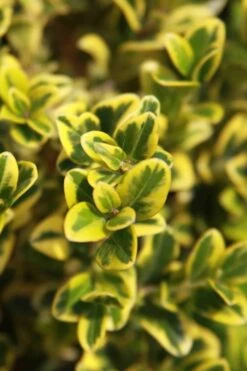 Golden Triumph Variegated Dwarf Boxwood - 3 Gallon Pot 13 Golden Triumph Variegated Dwarf Boxwood - 3 Gallon Pot -Plant Outlet Store Boxwood Golden Triumph 3