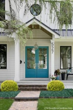 Golden Triumph Variegated Dwarf Boxwood - 3 Gallon Pot 12 Golden Triumph Variegated Dwarf Boxwood - 3 Gallon Pot -Plant Outlet Store Boxwood Golden Triumph 7