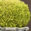 Golden Triumph Variegated Dwarf Boxwood - 3 Gallon Pot 1 Golden Triumph Variegated Dwarf Boxwood - 3 Gallon Pot -Plant Outlet Store Boxwood Golden Triumph 9