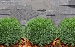 Korean Dwarf Boxwood - Buxus Sinica Var. Insularis 'Nana' - 6 Pack Of 1 Gallon Pots -Plant Outlet Store Boxwood Korean Dwarf Insularis Nana 2
