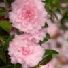 October Magic Pink Perplexion Camellia - 3 Gallon Pot -Plant Outlet Store Caellia Pink Perplexion 500x750 1