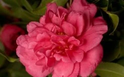 Alabama Beauty Camellia Sasanqua - 3 Gallon Pot -Plant Outlet Store Camellia Alabama Beauty 50