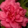 Alabama Beauty Camellia Sasanqua - 3 Gallon Pot -Plant Outlet Store Camellia Alabama Beauty 500x750 1