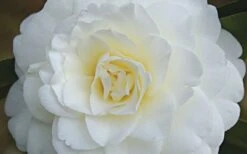 Alba Plena Camellia Japonica - 3 Gallon Pot -Plant Outlet Store Camellia Alba Plena Flower Closeup 1