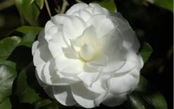 Alba Plena Camellia Japonica - 3 Gallon Pot -Plant Outlet Store Camellia Alba Plena Flower Closeup 2 1