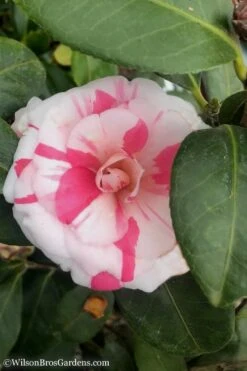 April Dawn Cold Hardy Camellia Japonica - 5 Gallon Pot 15 April Dawn Cold Hardy Camellia Japonica - 5 Gallon Pot -Plant Outlet Store Camellia April Dawn 10