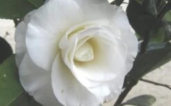 April Snow Camellia Japonica - 1 Gallon Pot -Plant Outlet Store Camellia April Snow 1