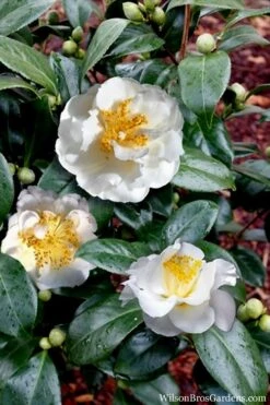 April Snow Camellia Japonica - 1 Gallon Pot -Plant Outlet Store Camellia April Snow 14