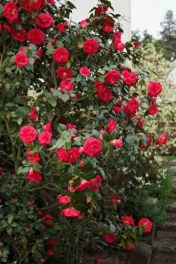April Tryst Camellia Japonica - 7 Gallon Pot (3-4') 10 April Tryst Camellia Japonica - 7 Gallon Pot (3-4') -Plant Outlet Store Camellia April Tryst 2