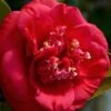April Tryst Camellia Japonica - 7 Gallon Pot (3-4') 2 April Tryst Camellia Japonica - 7 Gallon Pot (3-4') -Plant Outlet Store Camellia April Tryst 3