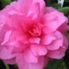 Chansonette Dwarf Weeping Camellia Sasanqua - 3 Gallon Pot -Plant Outlet Store Camellia Chansonette 1