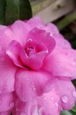 Chansonette Dwarf Weeping Camellia Sasanqua - 3 Gallon Pot -Plant Outlet Store Camellia Chansonette 3