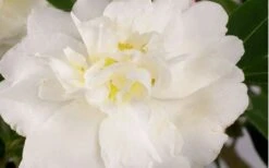 Diana Camellia Sasanqua - 1 Gallon Pot -Plant Outlet Store Camellia Diana Flower Closeup