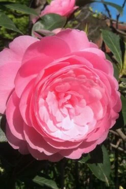 E.G. Waterhouse Camellia - Williamsii Hybrid - 3 Gallon Pot 11 E.G. Waterhouse Camellia - Williamsii Hybrid - 3 Gallon Pot -Plant Outlet Store Camellia EG Waterhouse 2